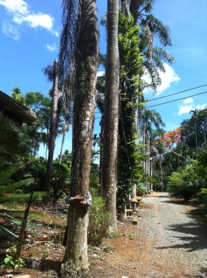 ต้นจันผา อายุไม่ต่ำกว่า 80 ปี สูงเท่าบ้าน 2 ชั้น โคนบะเร่อ ต้นจันผา อายุไม่ต่ำกว่า 80 ปี สูงเท่าบ้าน 2 ชั้น โคนบะเร่อ