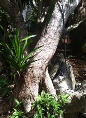 ต้นจันผา อายุไม่ต่ำกว่า 80 ปี สูงเท่าบ้าน 2 ชั้น โคนบะเร่อ ต้นจันผา อายุไม่ต่ำกว่า 80 ปี สูงเท่าบ้าน 2 ชั้น โคนบะเร่อ