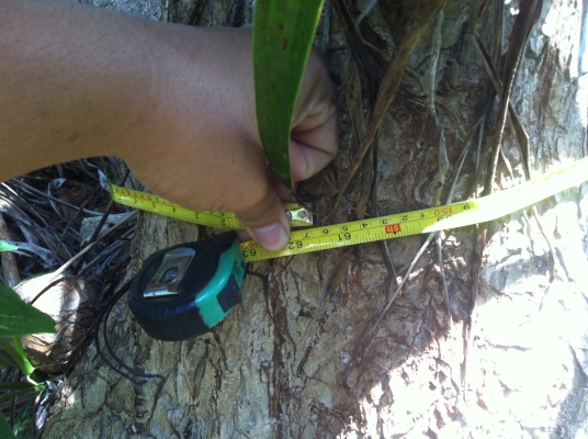 ต้นจันผา อายุไม่ต่ำกว่า 80 ปี สูงเท่าบ้าน 2 ชั้น โคนบะเร่อ ต้นจันผา อายุไม่ต่ำกว่า 80 ปี สูงเท่าบ้าน 2 ชั้น โคนบะเร่อ