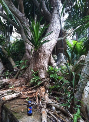 ต้นจันผา อายุไม่ต่ำกว่า 80 ปี สูงเท่าบ้าน 2 ชั้น โคนบะเร่อ ต้นจันผา อายุไม่ต่ำกว่า 80 ปี สูงเท่าบ้าน 2 ชั้น โคนบะเร่อ