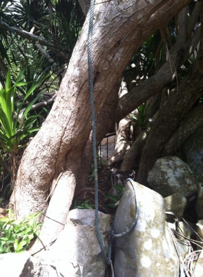 ต้นจันผา อายุไม่ต่ำกว่า 80 ปี สูงเท่าบ้าน 2 ชั้น โคนบะเร่อ ต้นจันผา อายุไม่ต่ำกว่า 80 ปี สูงเท่าบ้าน 2 ชั้น โคนบะเร่อ