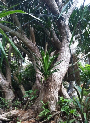 ต้นจันผา อายุไม่ต่ำกว่า 80 ปี สูงเท่าบ้าน 2 ชั้น โคนบะเร่อ ต้นจันผา อายุไม่ต่ำกว่า 80 ปี สูงเท่าบ้าน 2 ชั้น โคนบะเร่อ