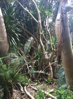 ต้นจันผา อายุไม่ต่ำกว่า 80 ปี สูงเท่าบ้าน 2 ชั้น โคนบะเร่อ ต้นจันผา อายุไม่ต่ำกว่า 80 ปี สูงเท่าบ้าน 2 ชั้น โคนบะเร่อ