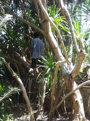 ต้นจันผา อายุไม่ต่ำกว่า 80 ปี สูงเท่าบ้าน 2 ชั้น โคนบะเร่อ ต้นจันผา อายุไม่ต่ำกว่า 80 ปี สูงเท่าบ้าน 2 ชั้น โคนบะเร่อ