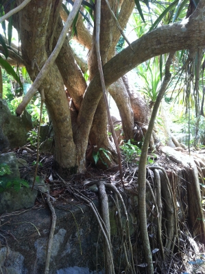 ต้นจันผา อายุไม่ต่ำกว่า 80 ปี สูงเท่าบ้าน 2 ชั้น โคนบะเร่อ ต้นจันผา อายุไม่ต่ำกว่า 80 ปี สูงเท่าบ้าน 2 ชั้น โคนบะเร่อ