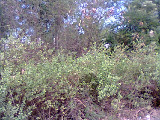 ขายที่ดินเปล่าติดถนนเพชรเกษมฝั่งล่องใต้มี4ไร่79วา ขายไร่ละ3,000,000บาท