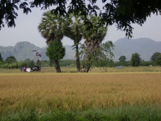 รถจ่ายกับข้าว Datsun skyline c110 180k