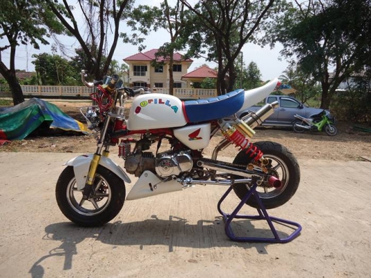 --ขายกอลิล่าญี่ปุ่น สภาพนางฟ้า --