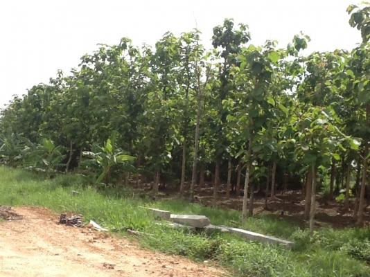 ขายที่ดิน ขายที่ดิน