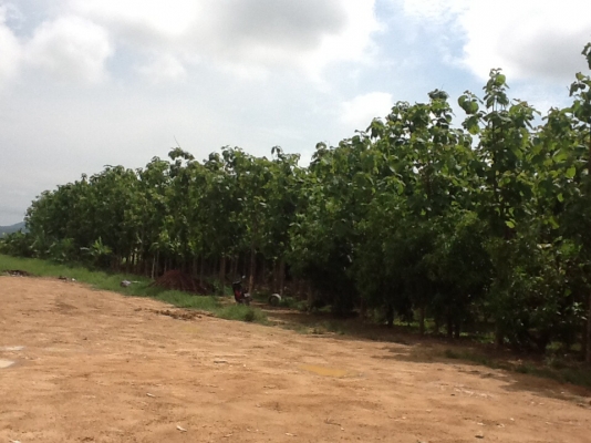 ขายที่ดิน ขายที่ดิน