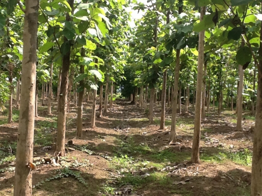 ขายที่ดิน ขายที่ดิน