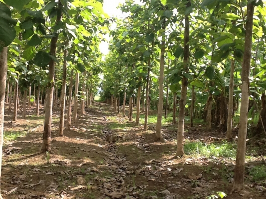 ขายที่ดิน ขายที่ดิน