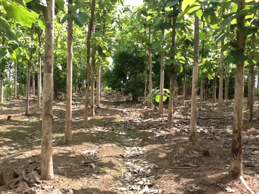 ขายที่ดิน ขายที่ดิน