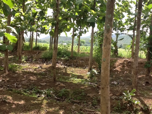 ขายที่ดิน ขายที่ดิน