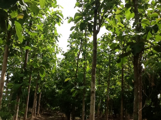 ขายที่ดิน ขายที่ดิน