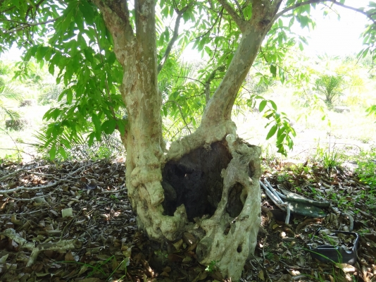 ต้นอินทนิลเป็นโพรงสวยมาก