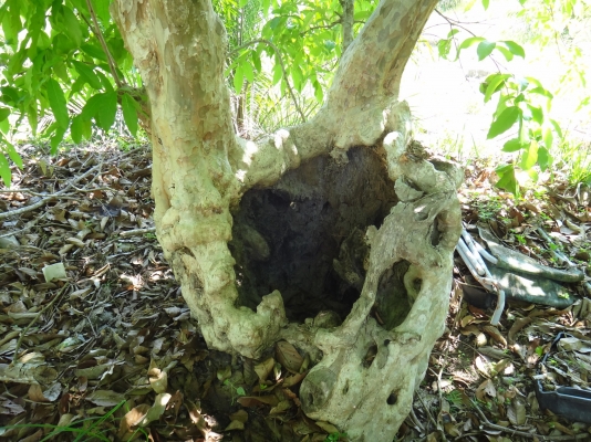 ต้นอินทนิลเป็นโพรงสวยมาก