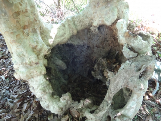 ต้นอินทนิลเป็นโพรงสวยมาก