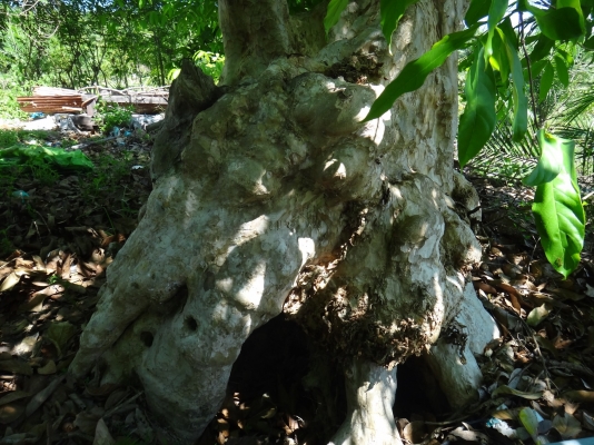 ต้นอินทนิลเป็นโพรงสวยมาก