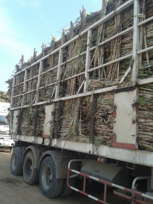 รับสมัครรถวิ่งอ้อยโรงงานด่วน