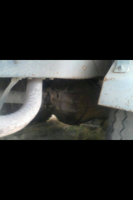 รถอีซูซุ 10 ล้อ รั้ว  ( ไม่ดั้ม )   175 แรงม้า.  สนใจติดต่อ 081 - 6079515