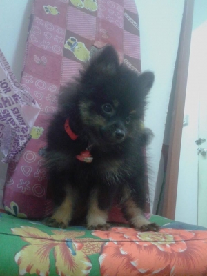 จำหน่ายสุนัขปอมเมเรี่ยล ราคากันเองสนใจติดต่อ 0877560307 ปอนด์