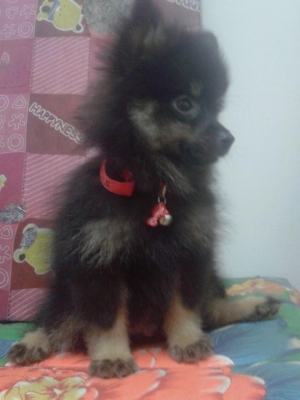 จำหน่ายสุนัขปอมเมเรี่ยล ราคากันเองสนใจติดต่อ 0877560307 ปอนด์