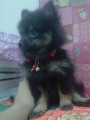 จำหน่ายสุนัขปอมเมเรี่ยล ราคากันเองสนใจติดต่อ 0877560307 ปอนด์