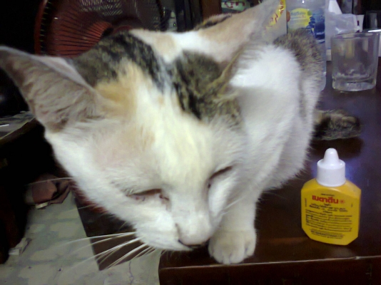 ยามาฮ่าเฟรช ถูกใช้ได้เอกสารครบ  ทบ โอน