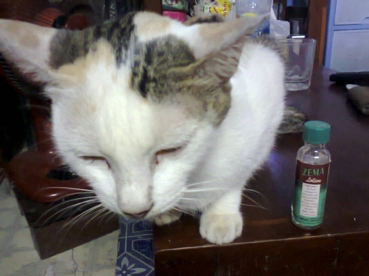 ยามาฮ่าเฟรช ถูกใช้ได้เอกสารครบ  ทบ โอน