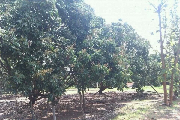 ขายสวนลำใย จ.เชียงใหม่