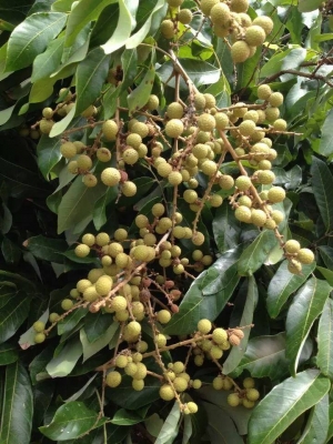 ขายสวนลำใย จ.เชียงใหม่