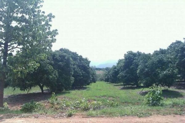 ขายสวนลำใย จ.เชียงใหม่