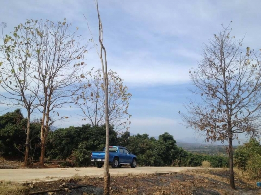 ขายสวนลำใย จ.เชียงใหม่