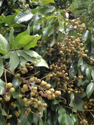 ขายสวนลำใย จ.เชียงใหม่