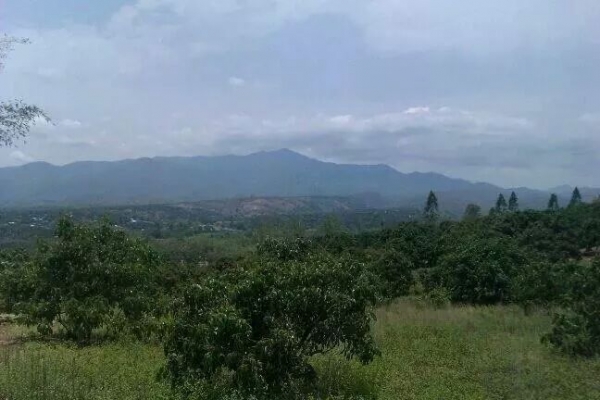 ขายสวนลำใย จ.เชียงใหม่