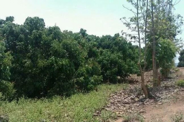 ขายสวนลำใย จ.เชียงใหม่