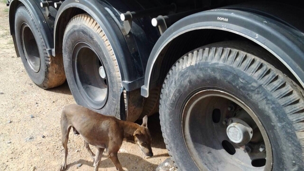 ขายรถสิบล้อหัวลากพร้อมหาง HINO เครื่อง 320 แรง ปี 51 หางอู่พนัส 3 เพลา ยาว 12.50 เมตร