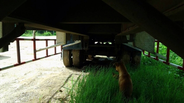 ขายรถสิบล้อหัวลากพร้อมหาง HINO เครื่อง 320 แรง ปี 51 หางอู่พนัส 3 เพลา ยาว 12.50 เมตร