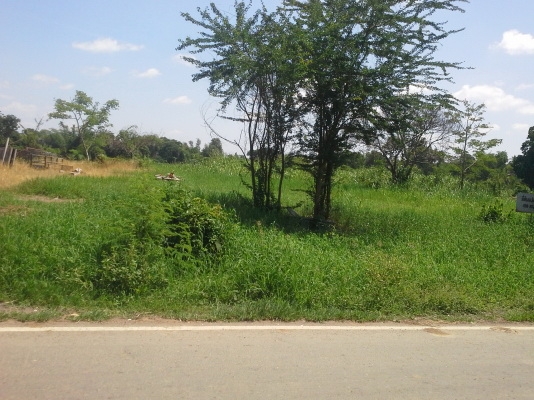 ขายที่ดิน จ.เพชรบูรณ์