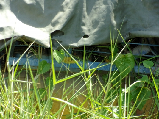 ขายปั๊มลมสกรู + ปั๊มลมมอเตอร์