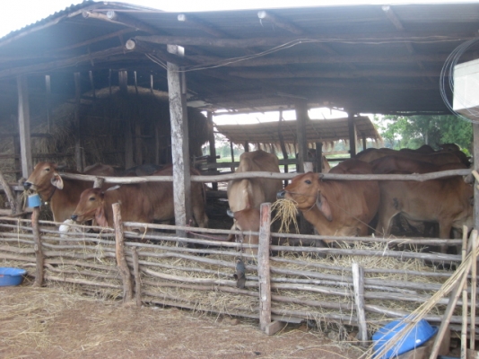 ขายวัว ยกคอก 14 ตัว อ.บ้านดุง จ.อุดรธานี