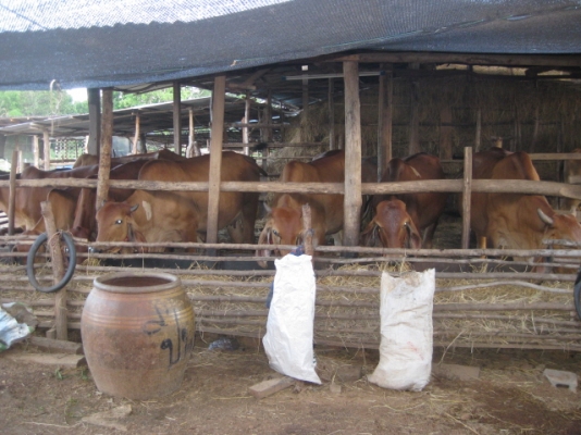 ขายวัว ยกคอก 14 ตัว อ.บ้านดุง จ.อุดรธานี ขายวัว ยกคอก 14 ตัว อ.บ้านดุง จ.อุดรธานี