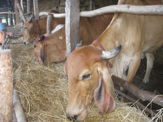 ขายวัว ยกคอก 14 ตัว อ.บ้านดุง จ.อุดรธานี ขายวัว ยกคอก 14 ตัว อ.บ้านดุง จ.อุดรธานี