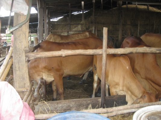 ขายวัว ยกคอก 14 ตัว อ.บ้านดุง จ.อุดรธานี ขายวัว ยกคอก 14 ตัว อ.บ้านดุง จ.อุดรธานี