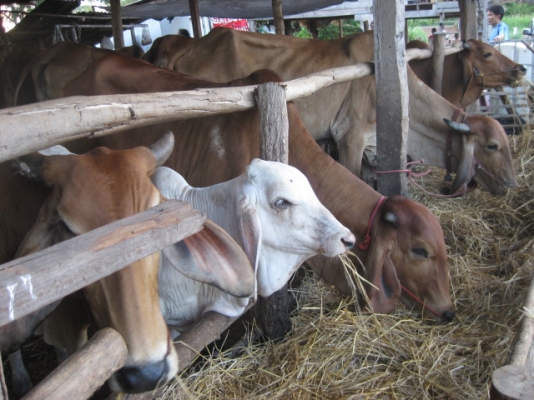 ขายวัว ยกคอก 14 ตัว อ.บ้านดุง จ.อุดรธานี ขายวัว ยกคอก 14 ตัว อ.บ้านดุง จ.อุดรธานี