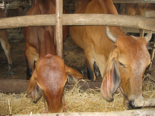 ขายวัว ยกคอก 14 ตัว อ.บ้านดุง จ.อุดรธานี ขายวัว ยกคอก 14 ตัว อ.บ้านดุง จ.อุดรธานี