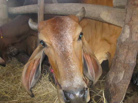 ขายวัว ยกคอก 14 ตัว อ.บ้านดุง จ.อุดรธานี ขายวัว ยกคอก 14 ตัว อ.บ้านดุง จ.อุดรธานี