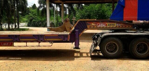 ***ขายแล้วครับขอบคุณ Truck2hand ขายหางโรเบท2เพลา เอสที ยาว10.0ม.สภาพสวย พื้นสวยไม่ผุ ยางดี7เส้นพอใช้1เส้น สภาพพร้อมใช้งาน เอกสารเล่มทะเบียนครบ ราคาต่อรองได้เด้อ พี่น้องครับ ***ขายแล้วครับขอบคุณ Truck2hand ขายหางโรเบท2เพลา เอสที ยาว10.0ม.สภาพสวย พื้นสวยไม่ผุ ยางดี7เส้นพอใช้1เส้น สภาพพร้อมใช้งาน เอกสารเล่มทะเบียนครบ ราคาต่อรองได้เด้อ พี่น้องครับ