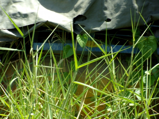 ขายปั๊มลมสกรู + ปั๊มลมมอเตอร์